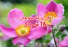 فال حافظ | 16 خردادماه 1401 | فال روزانه  | 16 خرداد 1401 | با تفسیر دقیق و شفاف